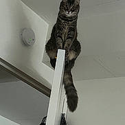 Mila is registered to the contest to win money with this photo: animal, balance, cat, climbing, curious, door, ears, feline, fur, home, house, indoor, looking_down, perched, pet, smoke_detector, tabby, tail, whiskers, white_wall