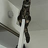 animal, balance, cat, climbing, curious, door, ears, feline, fur, home, house, indoor, looking_down, perched, pet, smoke_detector, tabby, tail, whiskers, white_wall