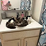 Mila joined the competition — help win amazing prizes! bathroom, black_and_white_cat, cabinet, cat, cats, domestic_animal, faucet, fur, gray_cat, indoor, mirror, person, pet, relaxing, resting, shower_curtain, sink, toiletries, whiskers, yellow_eyes
