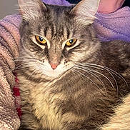 Mila joined the competition — help win amazing prizes! animal, blanket, cat, close_up, companion, cozy, ears, eyes, feline, fur, human, indoor, person, pet, portrait, purple_clothing, relaxed, soft_texture, tabby_cat, whiskers