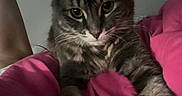 Mila is registered to the contest to win money with this photo: animal, blanket, cat, closeup, companion, cozy, curious, cute, feline, fur, home, indoors, pet, pink, portrait, relaxed, resting, soft_light, tabby, whiskers