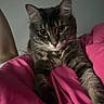animal, blanket, cat, closeup, companion, cozy, curious, cute, feline, fur, home, indoors, pet, pink, portrait, relaxed, resting, soft_light, tabby, whiskers