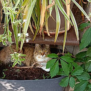 Athéna a rejoint le concours — aidez-le/la à gagner de superbes lots ! cat, curious, feline, fluffy, garden, greenery, hiding, leaves, nature, outdoor, plant, pot, potted_plant, resting, shaded, shelf, soil, tabby, wood, yellow_eyes