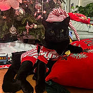 Meemow joined the competition — help win amazing prizes! cat, black_cat, christmas_tree, holiday_decorations, pajamas, striped_hat, red_pillow, indoor, festive, ornaments, lights, wood_floor, relaxed, pet, animal, cozy, celebration, christmas, home, decor