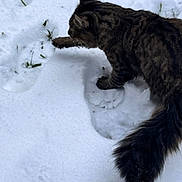 Canelo is registered to the contest to win money with this photo: animal, cat, cold, curious, daylight, exploration, footprints, fur, grass, mammal, nature, outdoor, paw, pet, playful, snow, tabby, tail, walking, winter