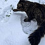 animal, cat, cold, curious, daylight, exploration, footprints, fur, grass, mammal, nature, outdoor, paw, pet, playful, snow, tabby, tail, walking, winter