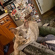 Katerina joined the competition — help win amazing prizes! animal, armrest, cabinet, cat, chair, collar, curious, domestic, feline, floor, fridge, fur, home, indoor, kitchen, magnets, pet, photos, relaxed, whiskers