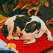 Krypto is registered to the contest to win money with this photo: dog, black_and_white, lying_down, indoor, red_mat, paw_print, toy, doll_legs, wooden_floor, curious, pet, collar, fur, animal, cozy, resting, side_view, domestic, companion, cute