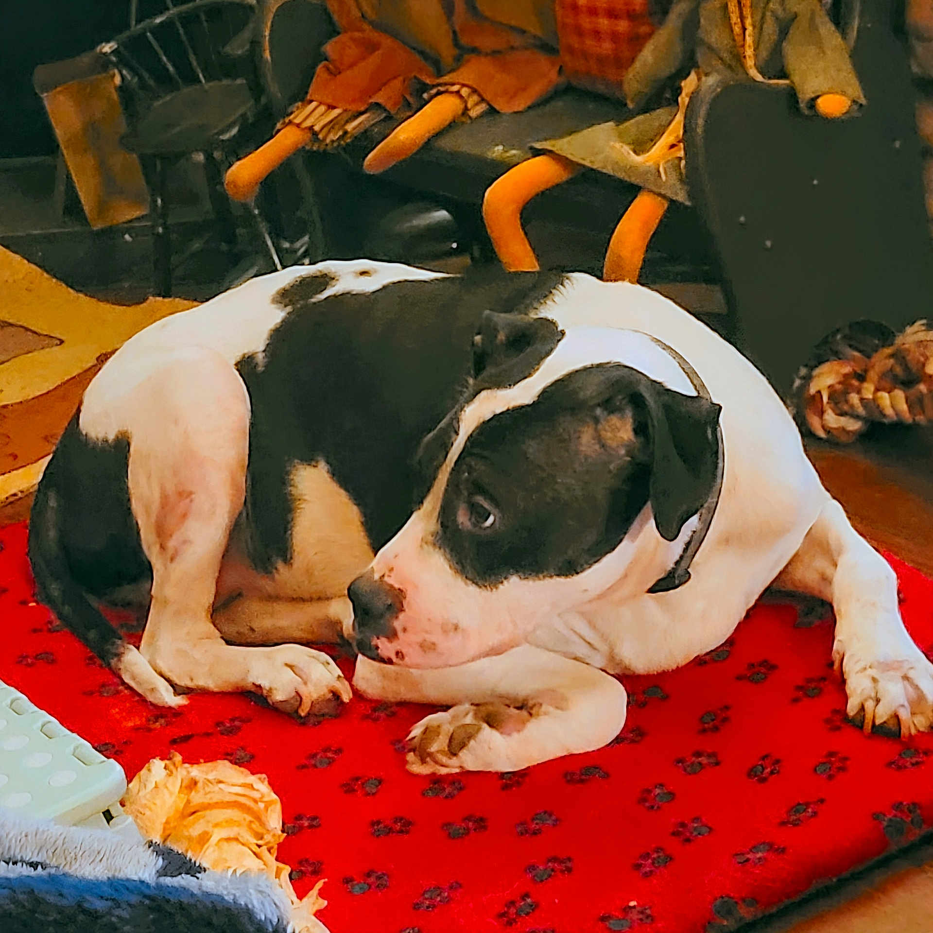 Krypto is registered to the contest to win money with this photo: dog, black_and_white, lying_down, indoor, red_mat, paw_print, toy, doll_legs, wooden_floor, curious, pet, collar, fur, animal, cozy, resting, side_view, domestic, companion, cute