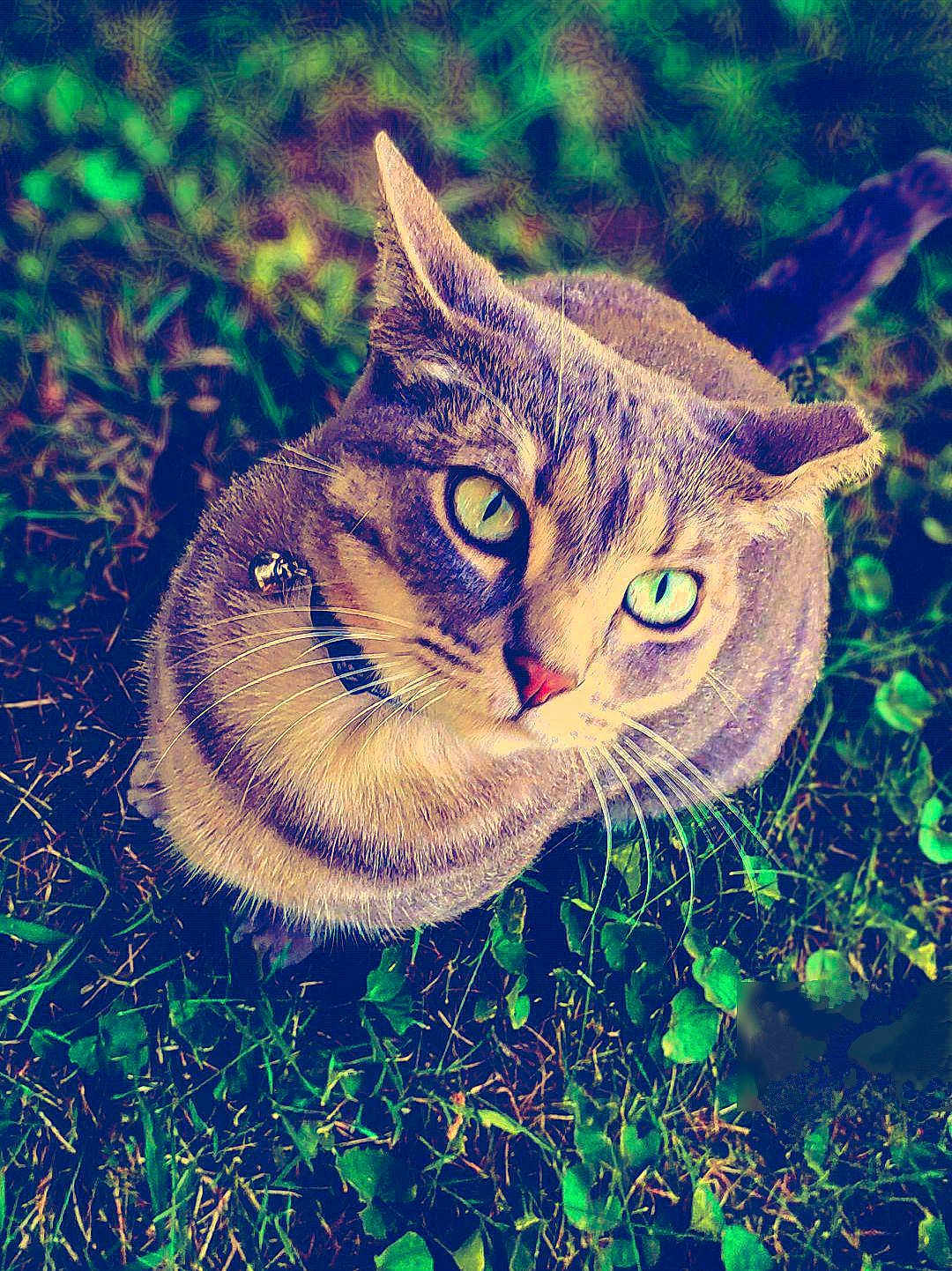 Cleo