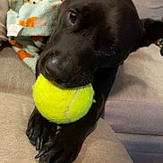 Pepper Marie joined the competition — help win amazing prizes! animal, ball, canine, couch, dog, football, furniture, homedecor, hound, labradorretriever, pet, puppy, racket, soccer, soccerball, sphere, sport, tennis, tennisball, tennisracket