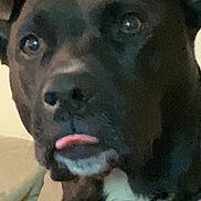 Pepper is registered to the contest to win money with this photo: dog, black_dog, close_up, indoor, pet, collar, purple_collar, tongue_out, cute, animal, face, ears, white_patch, expression, canine, furniture, couch, wall_sign, domestic_animal, portrait
