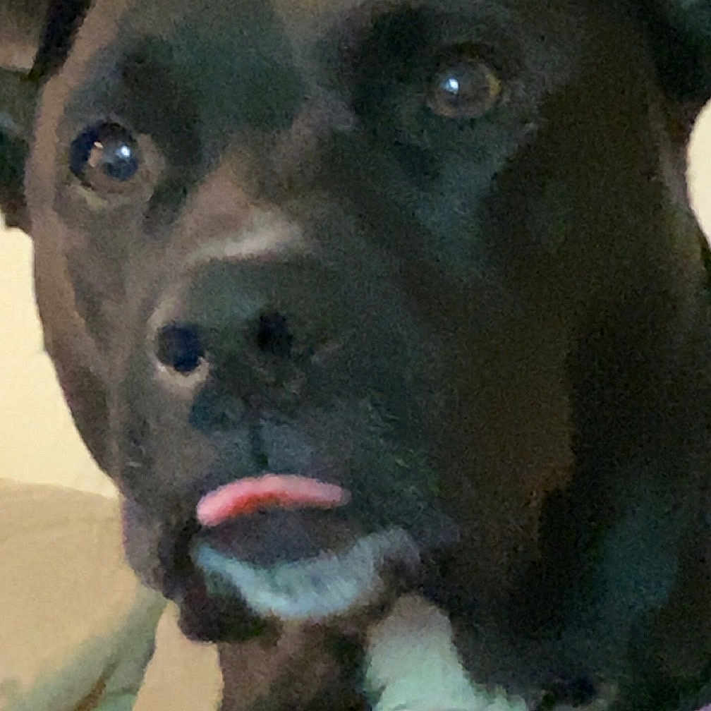 Pepper is registered to the contest to win money with this photo: animal, black_dog, canine, close_up, collar, couch, cute, dog, domestic_animal, ears, expression, face, furniture, indoor, pet, portrait, purple_collar, tongue_out, wall_sign, white_patch