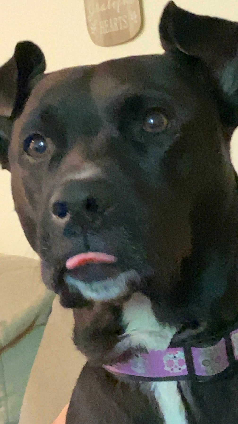 Pepper is registered to the contest to win money with this photo: dog, black_dog, close_up, indoor, pet, collar, purple_collar, tongue_out, cute, animal, face, ears, white_patch, expression, canine, furniture, couch, wall_sign, domestic_animal, portrait