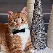 Dean is registered to the contest to win money with this photo: animal, bow_tie, cat, close_up, cone_decoration, cute, decor, domestic_cat, eyes, feline, fur, indoor, looking, orange_tabby, pet, portrait, relaxed, sitting, sparkle, whiskers