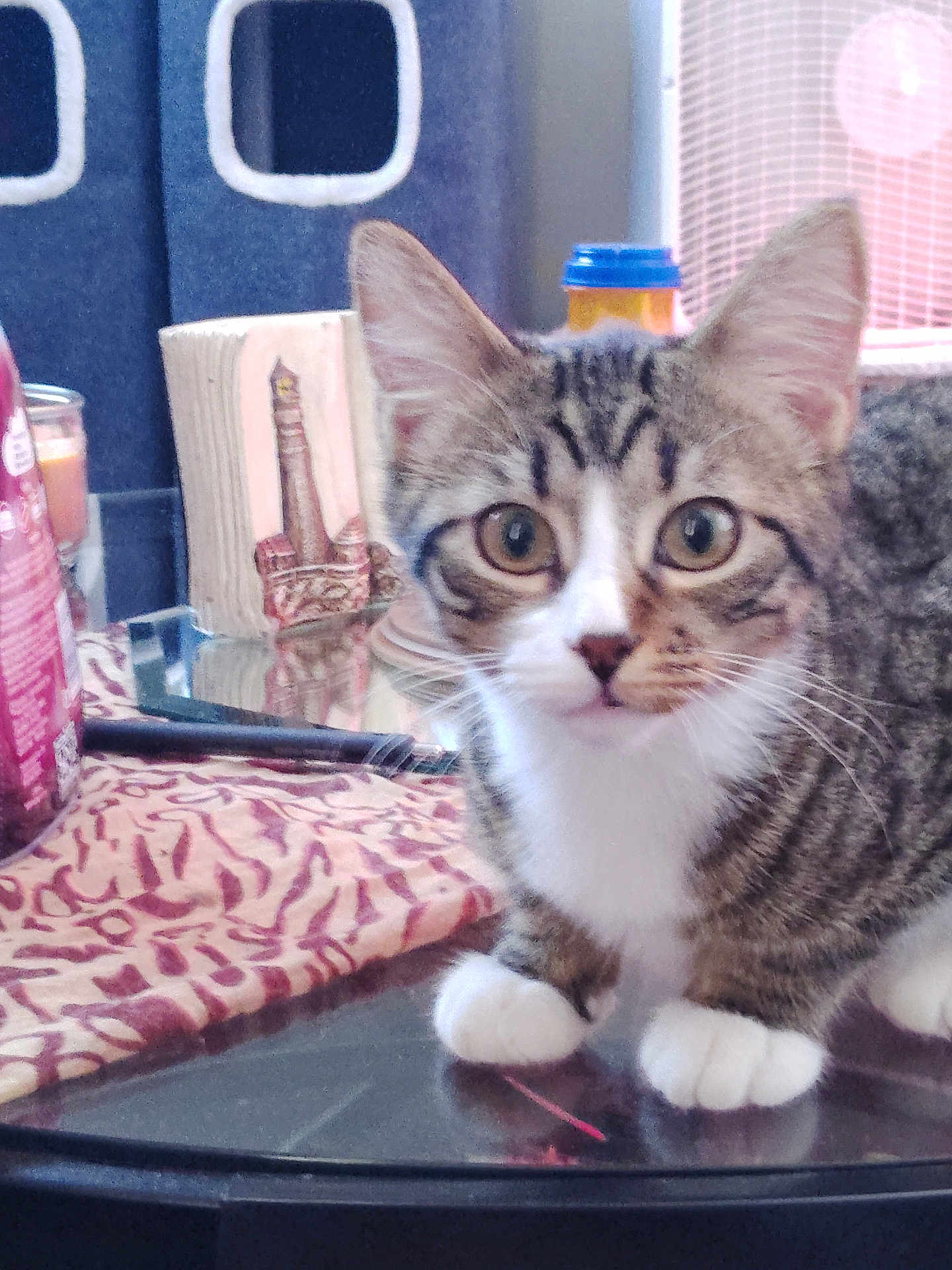 Snickers is registered to the contest to win money with this photo: animal, cat, close_up, cloth, container, curious, domestic, ears, feline, glass_table, household_items, indoor, kitten, pen, pet, tabby, tabletop, whiskers, white_paws, young_cat