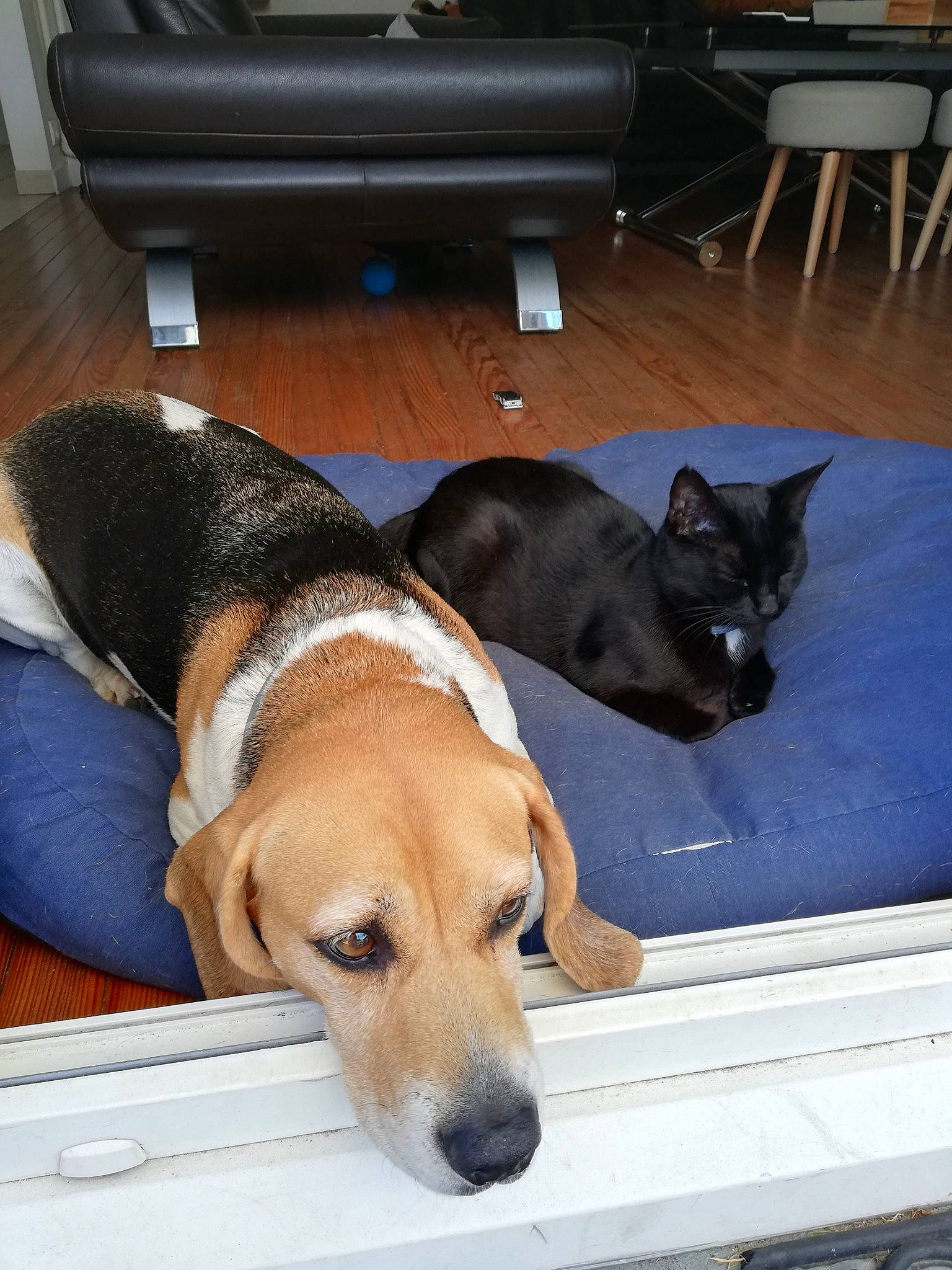 Gaia a rejoint le concours — aidez-le/la à gagner de superbes lots ! carnivore, cat, collar, comfort, companion_dog, couch, dog, dog_breed, fawn, felidae, hardwood, hound, mammal, pet_supply, scent_hound, small_to_medium_sized_cats, snout, tail, vertebrate, working_animal