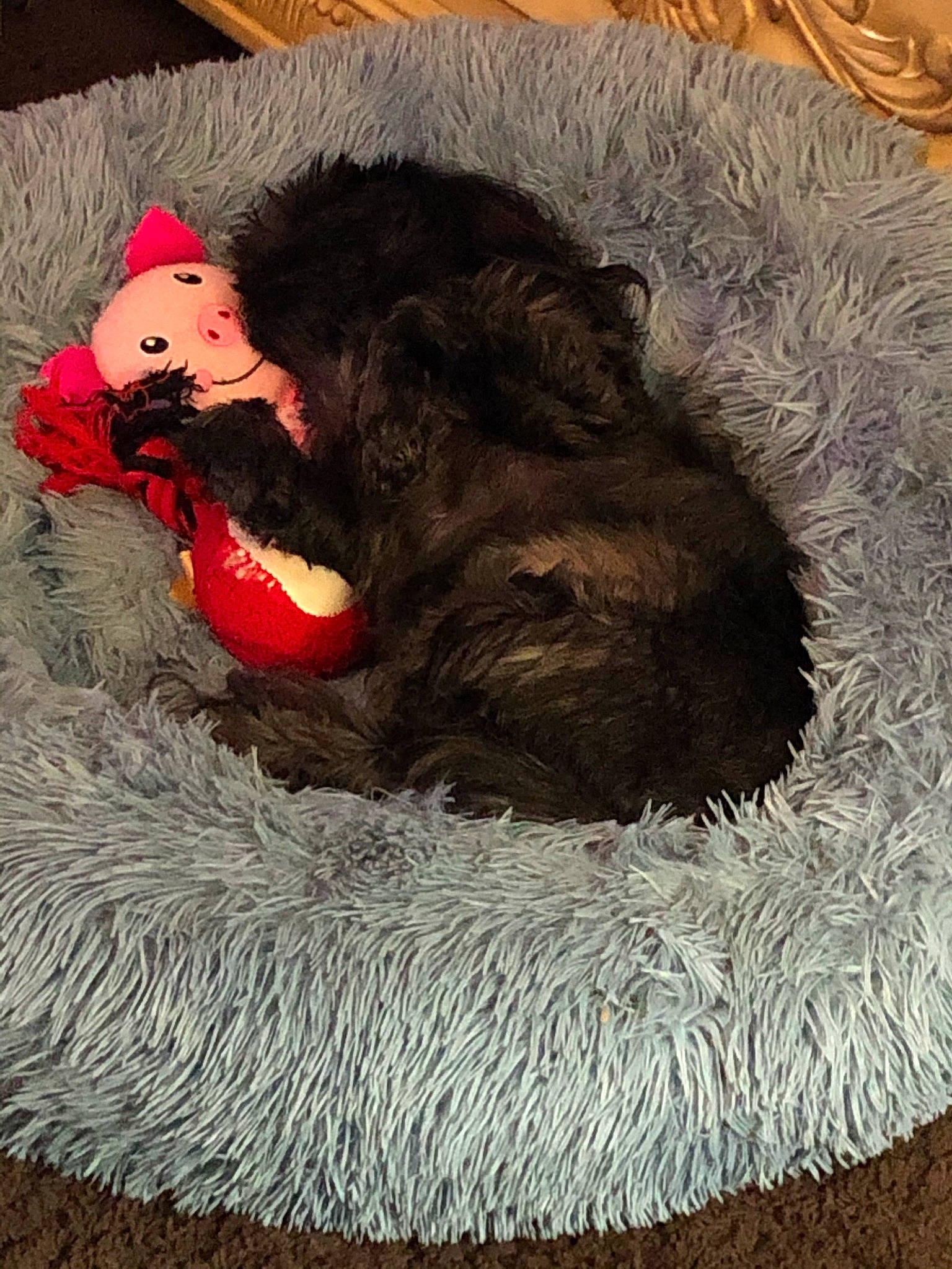 Rosie H. joined the competition — help win amazing prizes! art, canidae, carmine, carnivore, comfort, coquelicot, dog_breed, doll, fur, hay, liver, painting, paw, sitting, snout, sporting_group, stuffed_toy, tail, terrestrial_animal, toy