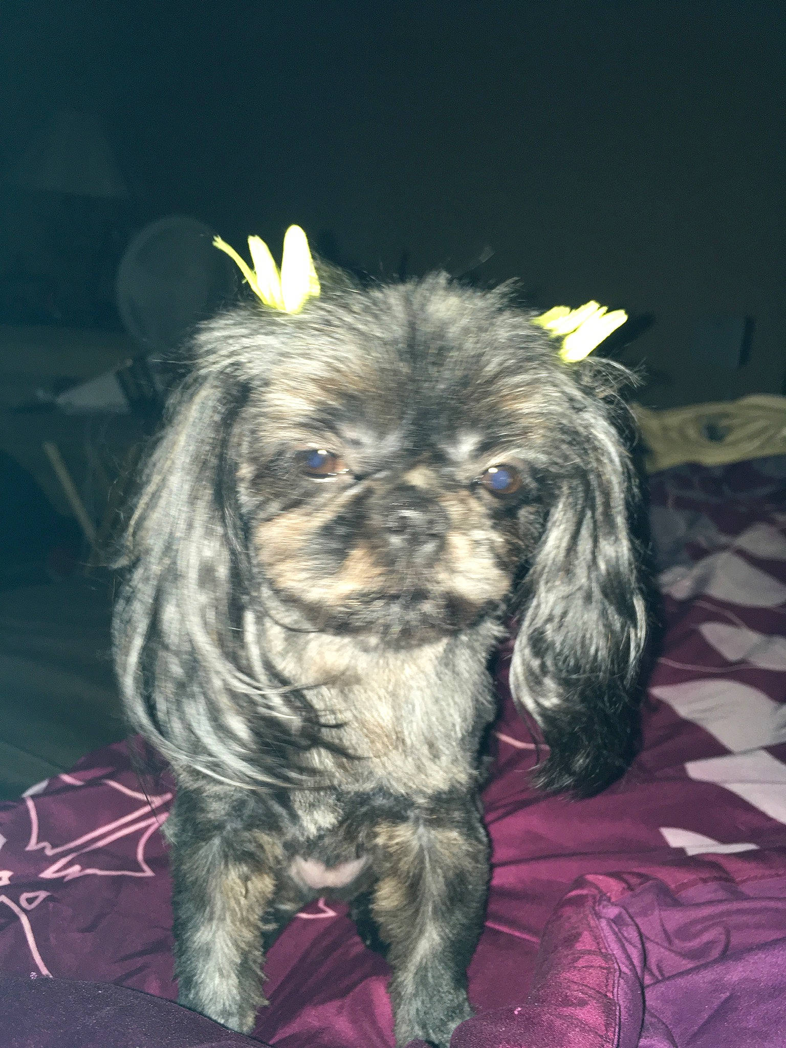 Rosie H. joined the competition — help win amazing prizes! canidae, carnivore, companion_dog, dog, dog_breed, ear, fawn, fur, hair, head, liver, maltepoo, small_terrier, snout, sporting_group, terrier, toy_dog, water_dog, whiskers, working_animal