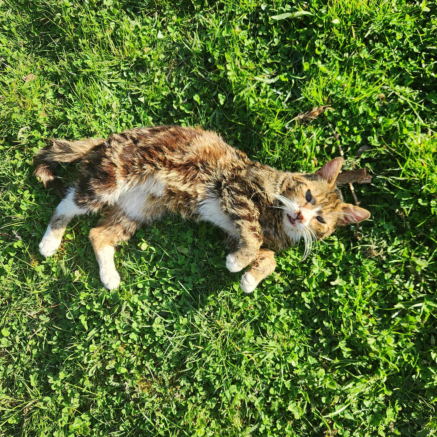 Mau participe au concours pour gagner de l'argent avec cette photo : animal, cat, countryside, farm, field, grass, grassland, green, herbal, herbs, kitten, lawn, manx, nature, ocelot, outdoors, pasture, pet, plant, vegetation