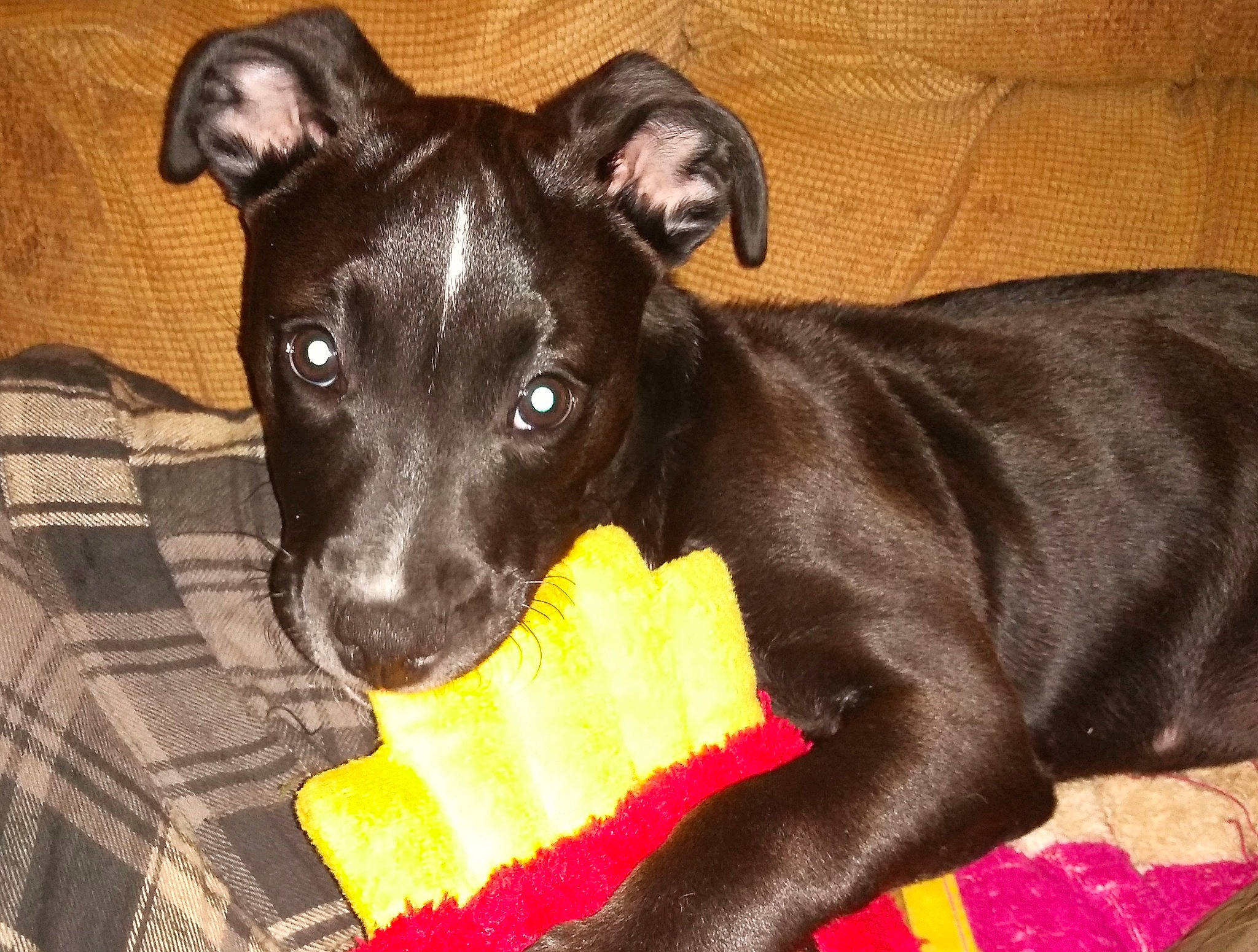 Mandy joined the competition — help win amazing prizes! canidae, carnivore, collar, companion_dog, dog, dog_breed, dog_collar, dog_supply, fawn, guard_dog, liver, non_sporting_group, pet_supply, snout, sporting_group, terrestrial_animal, toy_dog, whiskers, working_animal, working_dog