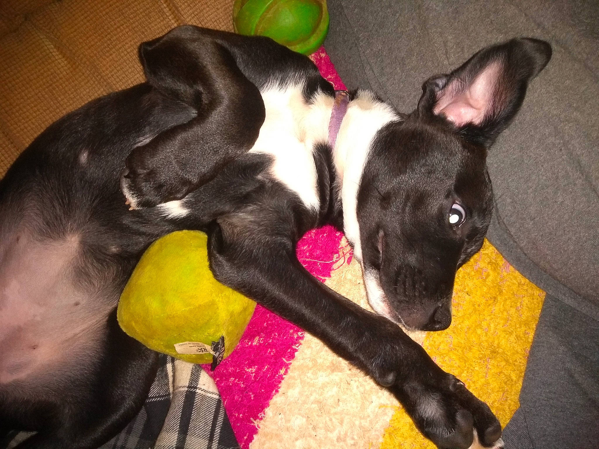 Mandy joined the competition — help win amazing prizes! canidae, carnivore, comfort, companion_dog, dog, dog_breed, dog_supply, ear, fawn, felidae, fur, mammal, pet_supply, snout, sporting_group, tail, toy_dog, vertebrate, whiskers, working_animal