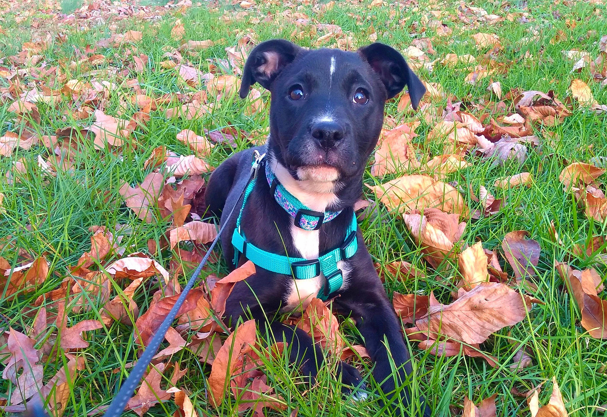 Mandy is registered to the contest to win money with this photo: canidae, carnivore, collar, companion_dog, dog, dog_breed, dog_collar, dog_supply, electric_blue, fashion_accessory, fawn, grass, grassland, groundcover, leash, personal_protective_equipment, plant, snout, sporting_group, working_animal