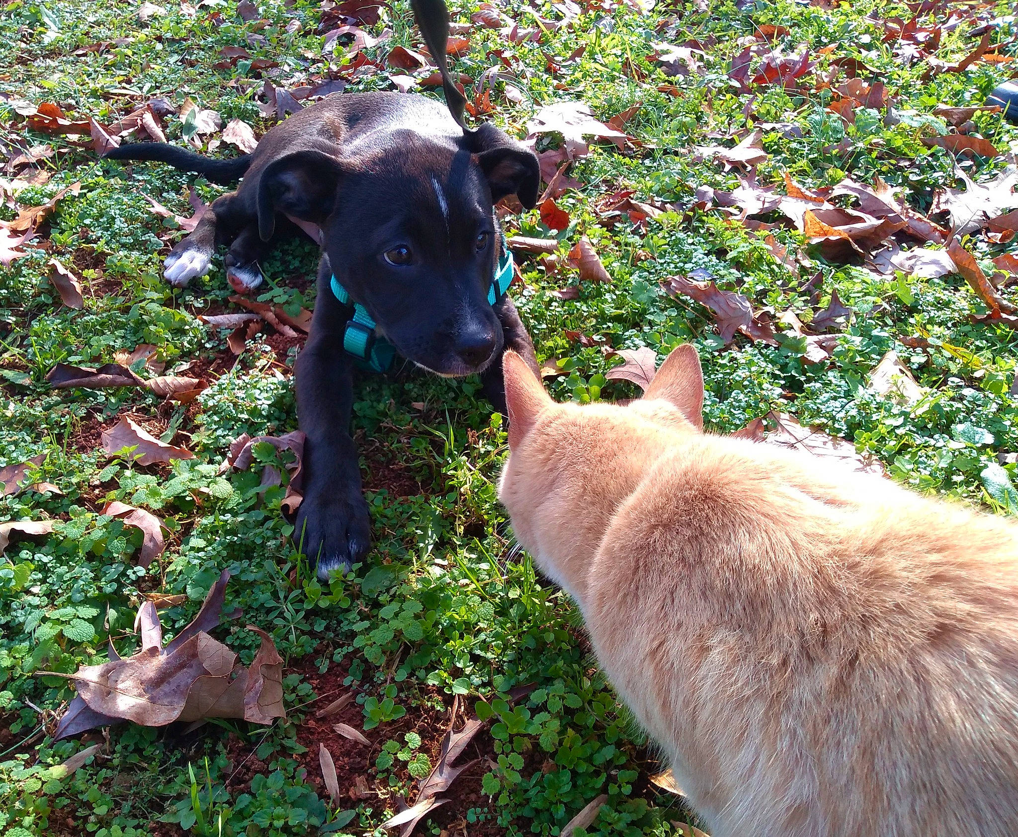 Mandy is registered to the contest to win money with this photo: annual_plant, canidae, carnivore, collar, companion_dog, dog, dog_breed, fawn, grass, groundcover, hunting_dog, liver, plant, shrub, snout, sporting_group, terrestrial_animal, working_animal, working_dog