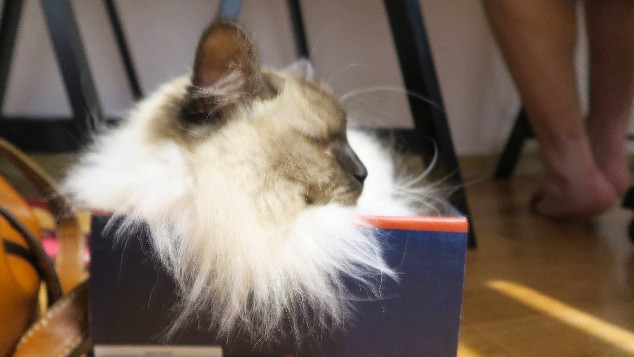 Ori a rejoint le concours — aidez-le/la à gagner de superbes lots ! box, carnivore, cat, fawn, felidae, flooring, foot, fur, hardwood, human_leg, small_to_medium_sized_cats, whiskers