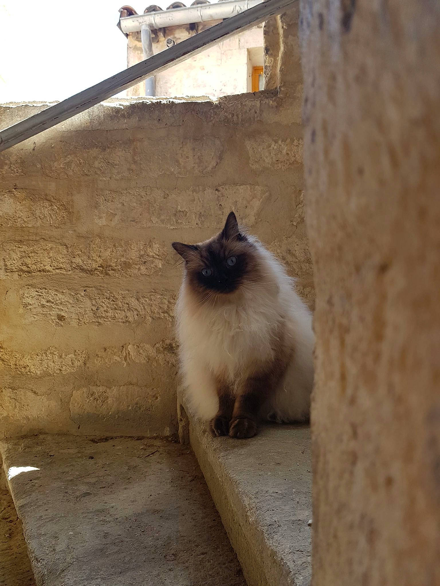 Ori a rejoint le concours — aidez-le/la à gagner de superbes lots ! balinese, birman, building, carnivore, cat, concrete, felidae, fur, grey, house, shadow, siamese, sky, small_to_medium_sized_cats, snout, thai, tints_and_shades, whiskers, window, wood