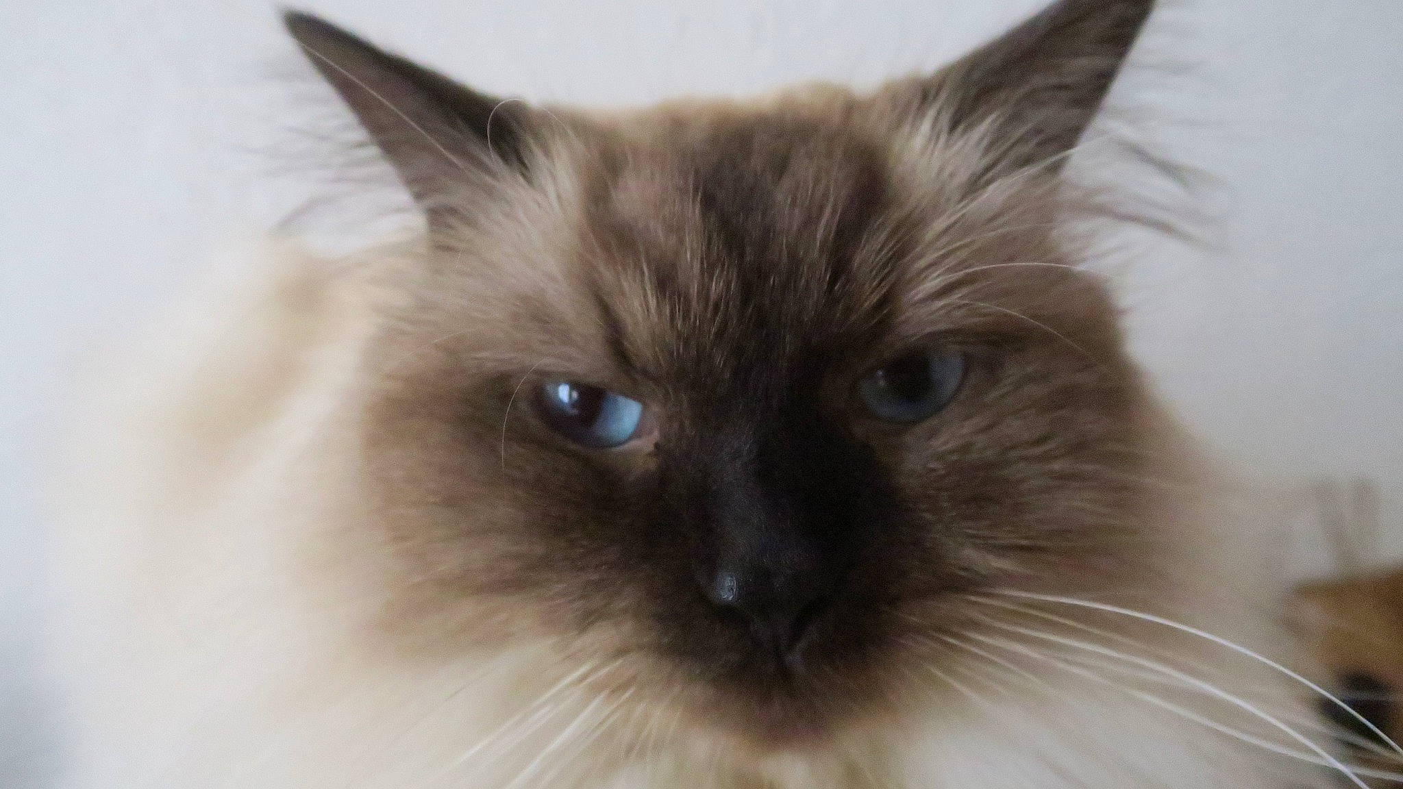 Ori a rejoint le concours — aidez-le/la à gagner de superbes lots ! balinese, birman, carnivore, cat, close_up, fawn, felidae, fur, ragdoll, siamese, small_to_medium_sized_cats, snout, terrestrial_animal, thai, whiskers