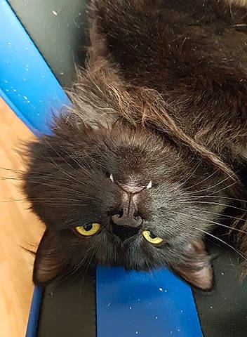 Rasputin a rejoint le concours — aidez-le/la à gagner de superbes lots ! carnivore, cat, claw, electric_blue, felidae, fur, gesture, small_to_medium_sized_cats, snout, tail, terrestrial_animal, whiskers