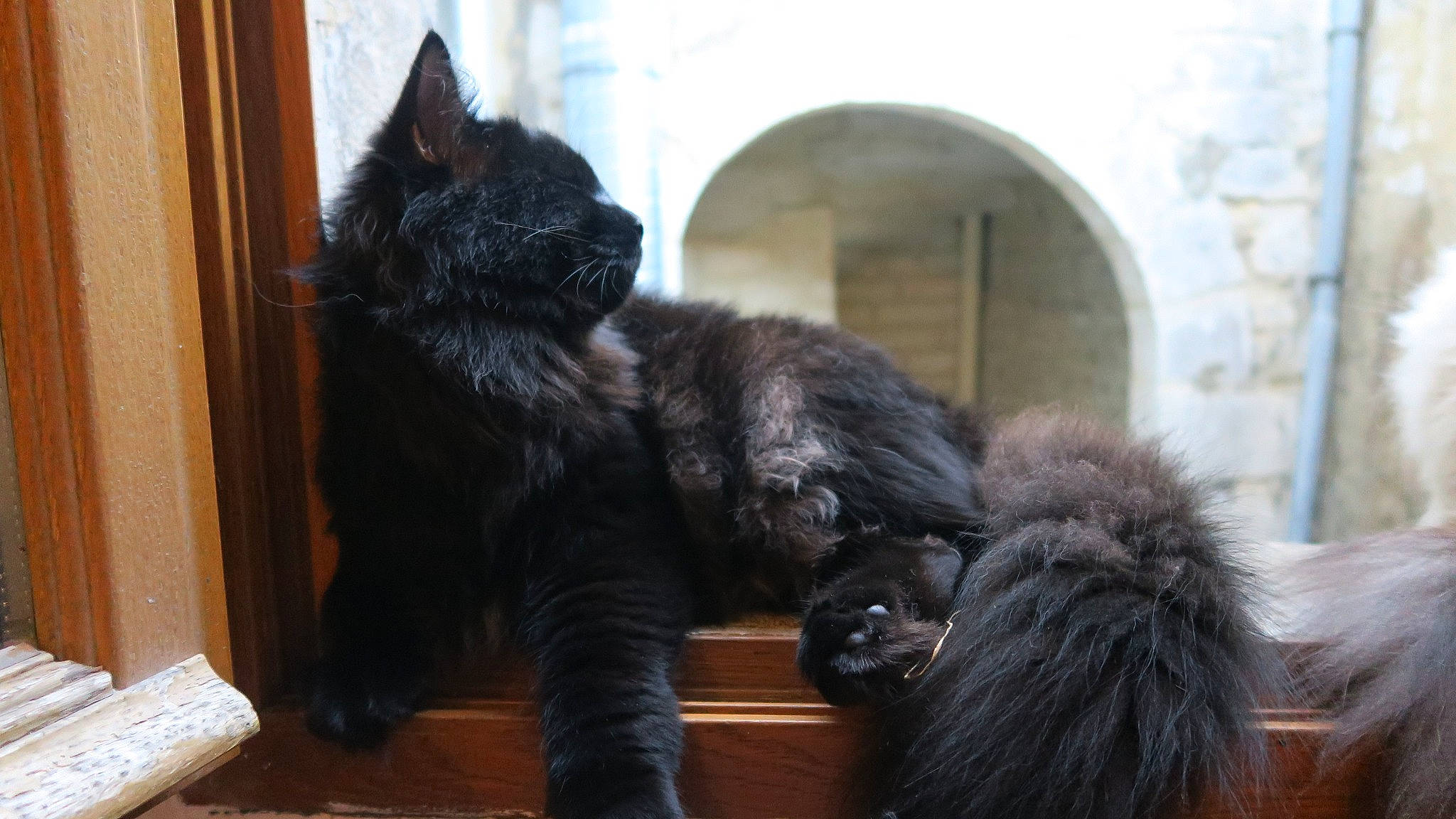 Rasputin participe au concours pour gagner de l'argent avec cette photo : black_cat, carnivore, cat, cat_supply, claw, comfort, domestic_short_haired_cat, felidae, fur, grey, paw, small_to_medium_sized_cats, snout, tail, terrestrial_animal, whiskers