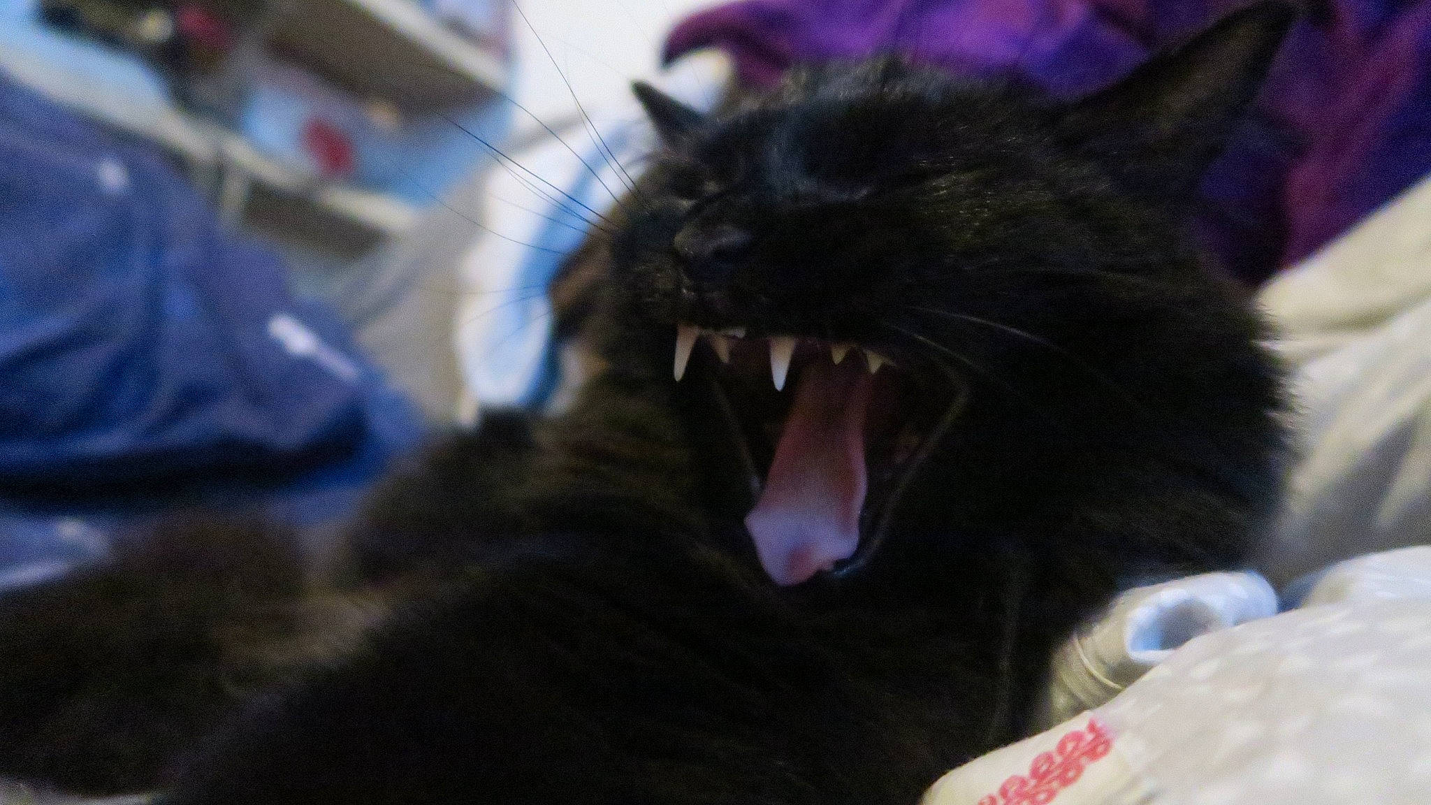 Rasputin a rejoint le concours — aidez-le/la à gagner de superbes lots ! black_cat, bombay, carnivore, cat, claw, domestic_short_haired_cat, ear, fang, felidae, fur, gesture, paw, roar, small_to_medium_sized_cats, snout, tooth, whiskers, yawn