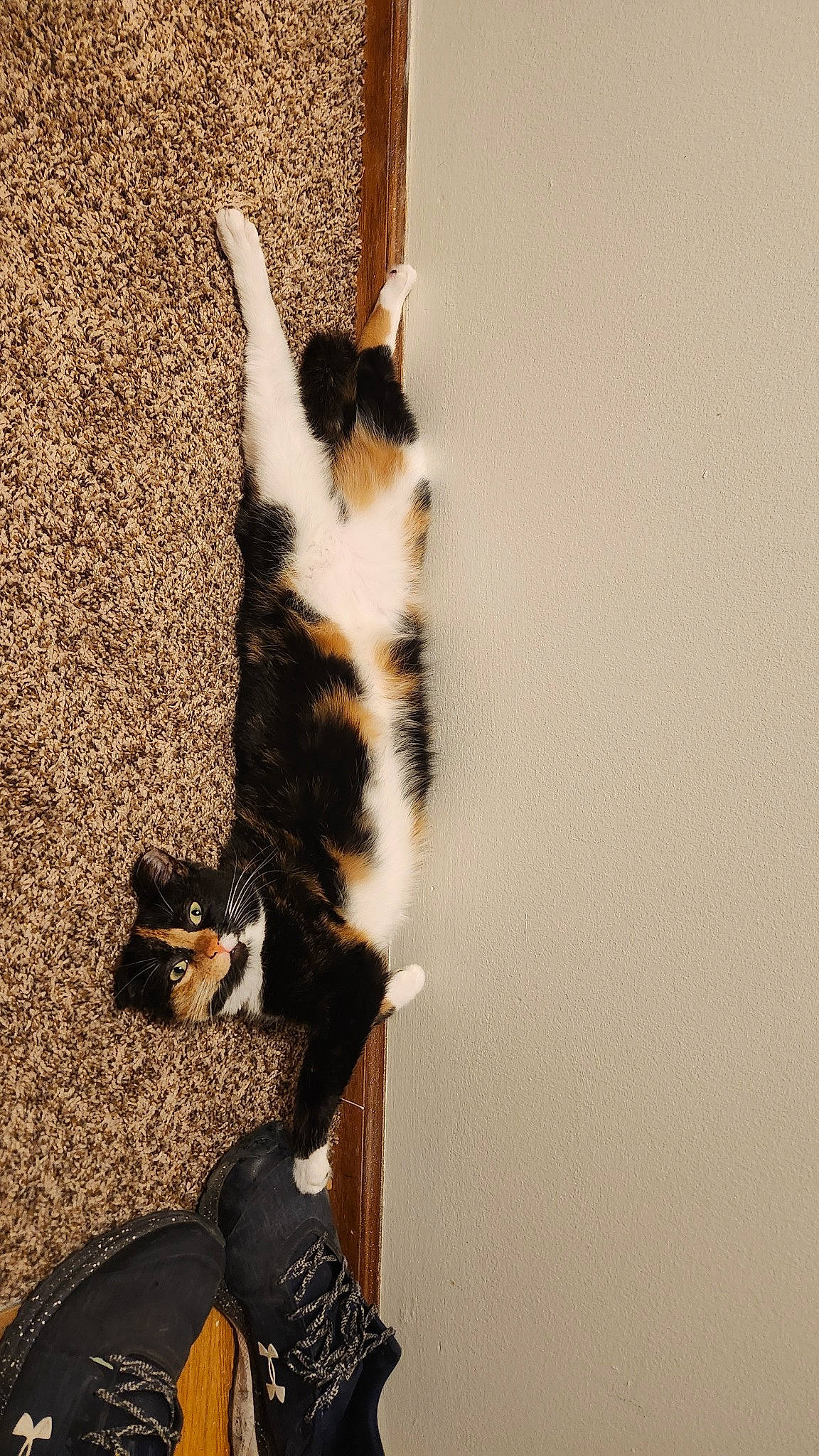 Princess is registered to the contest to win money with this photo: carnivore, cat, cat_supply, domestic_short_haired_cat, felidae, flooring, fur, hardwood, paw, shadow, small_to_medium_sized_cats, tail, terrestrial_animal, tree, whiskers, wood