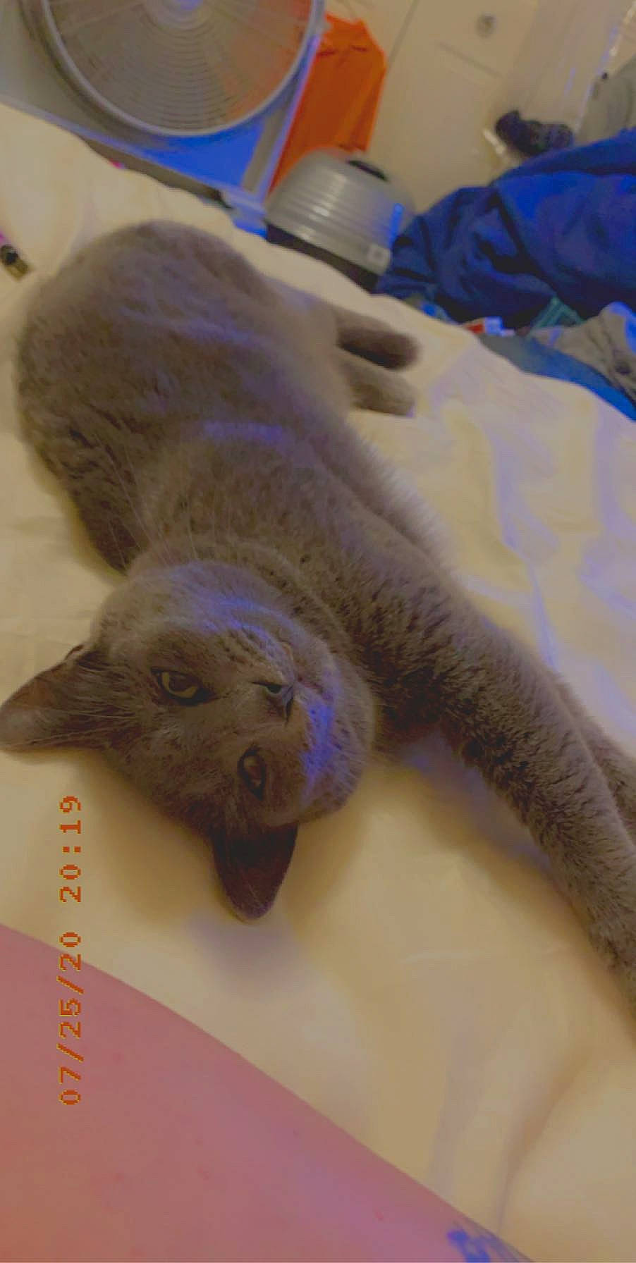 Smokey is registered to the contest to win money with this photo: carnivore, cat, claw, comfort, domestic_short_haired_cat, felidae, fish, fur, paw, russian_blue, safety_glove, small_to_medium_sized_cats, tail, whiskers