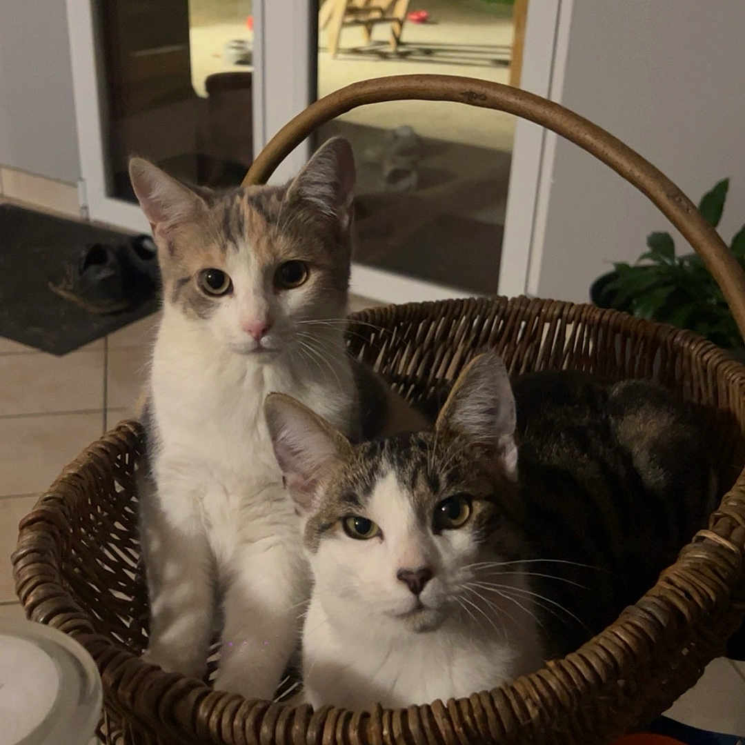 Loupette participe au concours pour gagner de l'argent avec cette photo : cat, cats, basket, indoor, wicker, pet, animal, curious, feline, two, cozy, home, door, glass, chair, plant, floor, tile, container, night