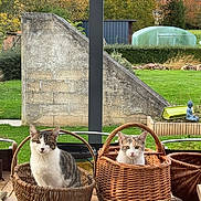 Loupette participe au concours pour gagner de l'argent avec cette photo : cat, basket, wicker, wooden_table, green_grass, garden, outdoor, autumn, tree, leaf, pet, animal, cute, feline, relaxed, nature, daylight, curious, domestic_animal, sitting
