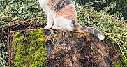 Loupette participe au concours pour gagner de l'argent avec cette photo : cat, calico_cat, tree_stump, moss, foliage, leaves, outdoor, nature, animal, pet, quiet, greenery, plant, roof, wood, trunk, sitting, fur, daylight, peaceful