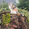cat, calico_cat, tree_stump, moss, foliage, leaves, outdoor, nature, animal, pet, quiet, greenery, plant, roof, wood, trunk, sitting, fur, daylight, peaceful