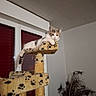 Loupette participe au concours pour gagner de l'argent avec cette photo : cat, cat_tree, indoor, window, blinds, feathers, relaxed, pet, animal, feline, fur, paws, ears, tail, resting, home, decor, vertical, looking, curious