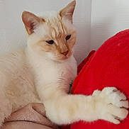 Pompon participe au concours pour gagner de l'argent avec cette photo : aegean_cat, australian_mist, balinese, birman, burmese, burmilla, carnivoran, cat, cat_like_mammal, colorpoint_shorthair, domestic_short_haired_cat, european_shorthair, javanese, kitten, paw, ragdoll, small_to_medium_sized_cats, turkish_angora, turkish_van, whiskers