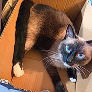 Koji joined the competition — help win amazing prizes! cat, siamese_cat, blue_eyes, cardboard_box, pet, animal, fur, whiskers, indoor, curious, relaxed, box, cute, mammal, domestic_animal, looking_up, paws, floor, household, closeup