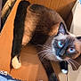 cat, siamese_cat, blue_eyes, cardboard_box, pet, animal, fur, whiskers, indoor, curious, relaxed, box, cute, mammal, domestic_animal, looking_up, paws, floor, household, closeup