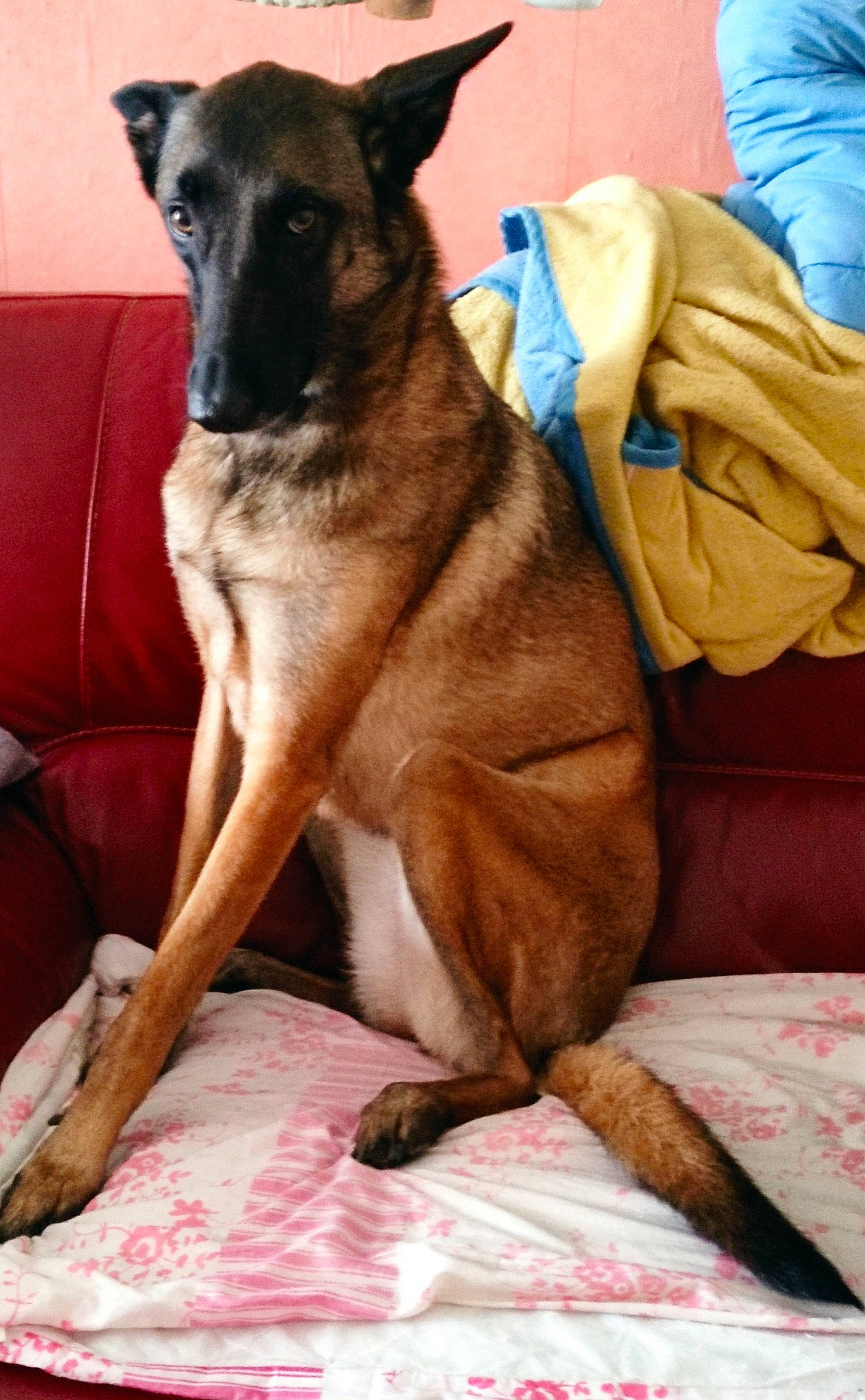 Oly participe au concours pour gagner de l'argent avec cette photo : canidae, carnivore, collar, comfort, companion_dog, dog, dog_breed, dog_collar, dog_supply, fawn, fur, linens, paw, pet_supply, snout, sporting_group, terrestrial_animal, whiskers, working_animal, working_dog