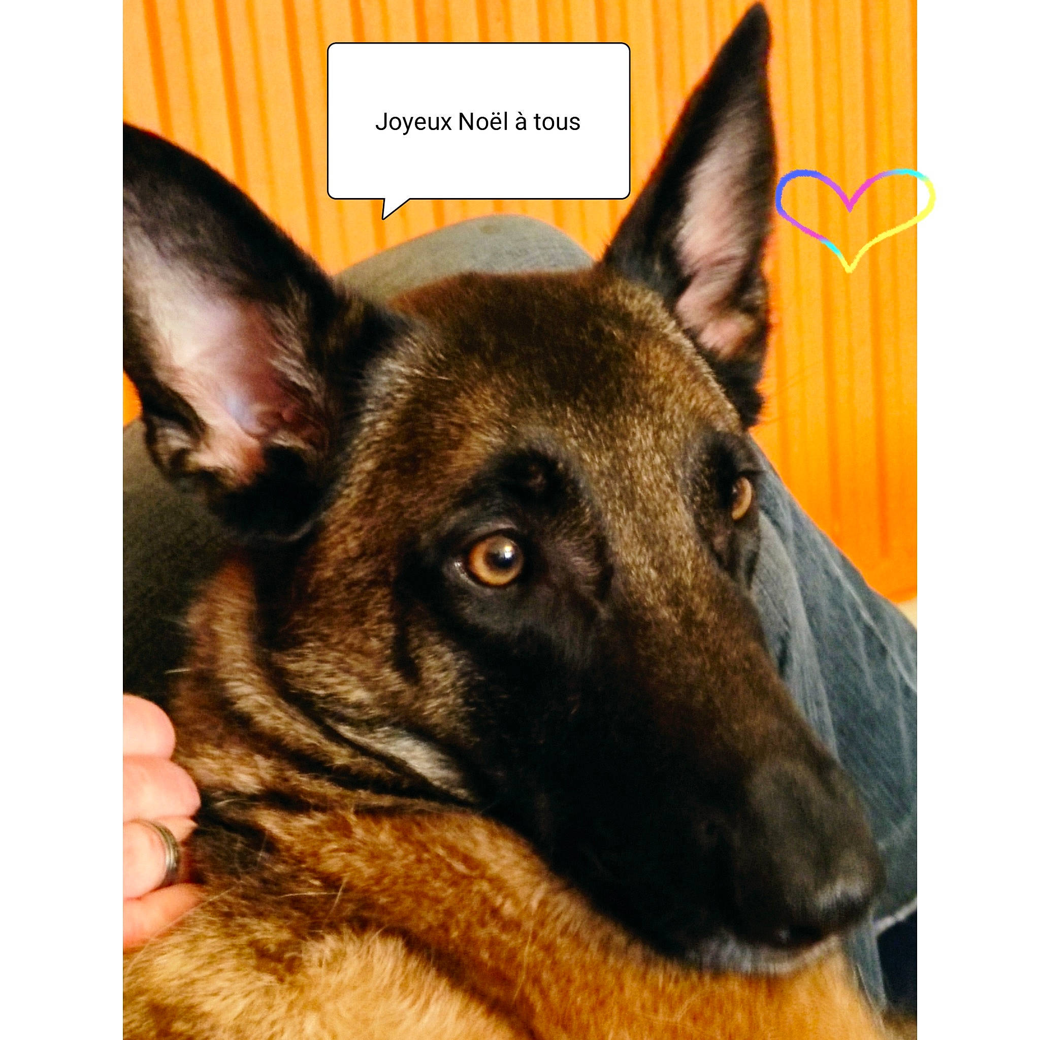 Oly a rejoint le concours — aidez-le/la à gagner de superbes lots ! ancient_dog_breeds, belgian_shepherd_malinois, canidae, carnivore, companion_dog, dog, dog_breed, east_european_shepherd, fur, german_shepherd_dog, herding_dog, jaw, king_shepherd, old_german_shepherd_dog, snout, sporting_group, terrestrial_animal, whiskers, working_animal, working_dog