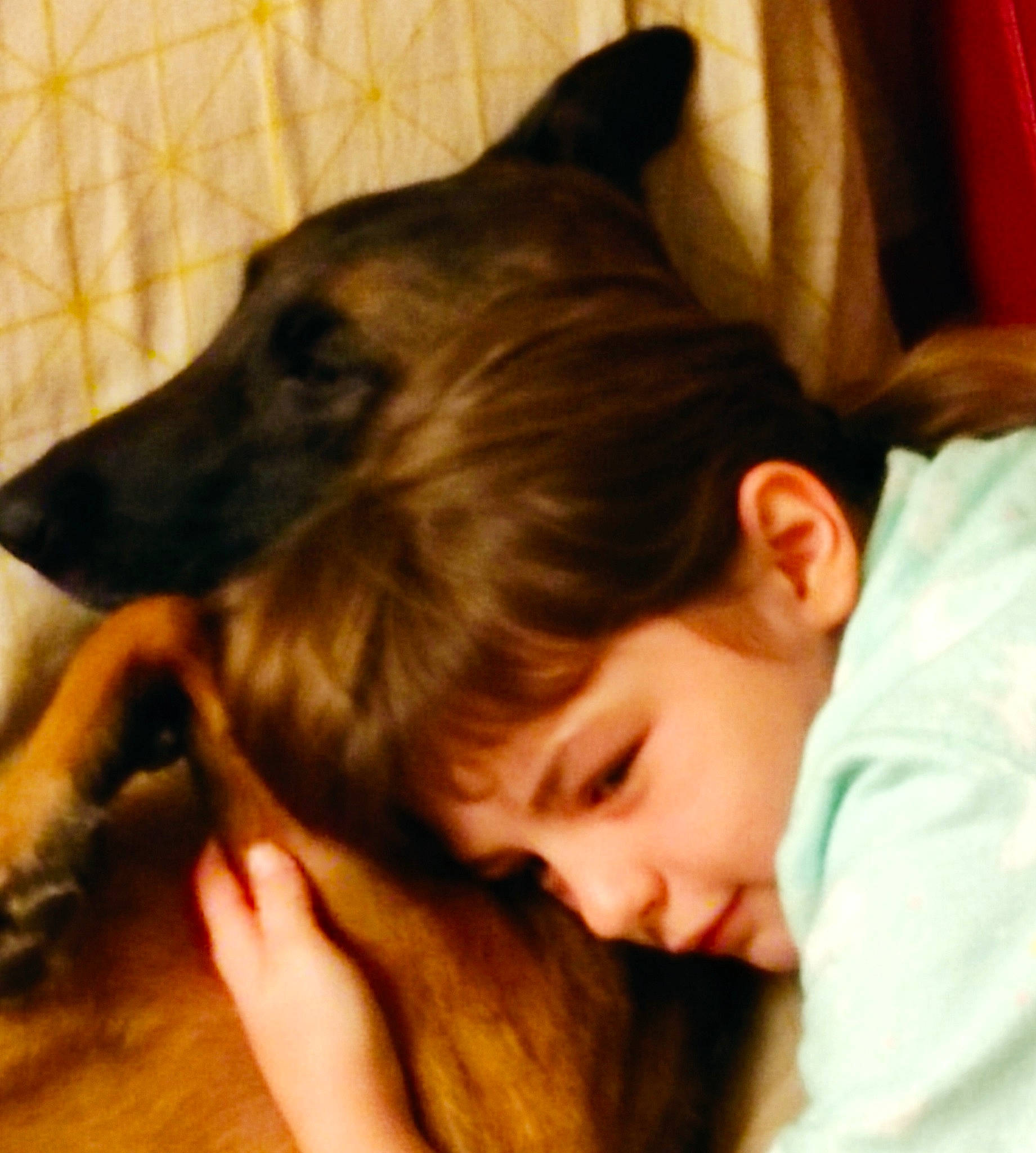 Oly a rejoint le concours — aidez-le/la à gagner de superbes lots ! canidae, carnivore, comfort, companion_dog, dog, dog_breed, dog_collar, ear, fawn, felidae, fur, gesture, guard_dog, happy, jaw, paw, sitting, snout, sporting_group, whiskers