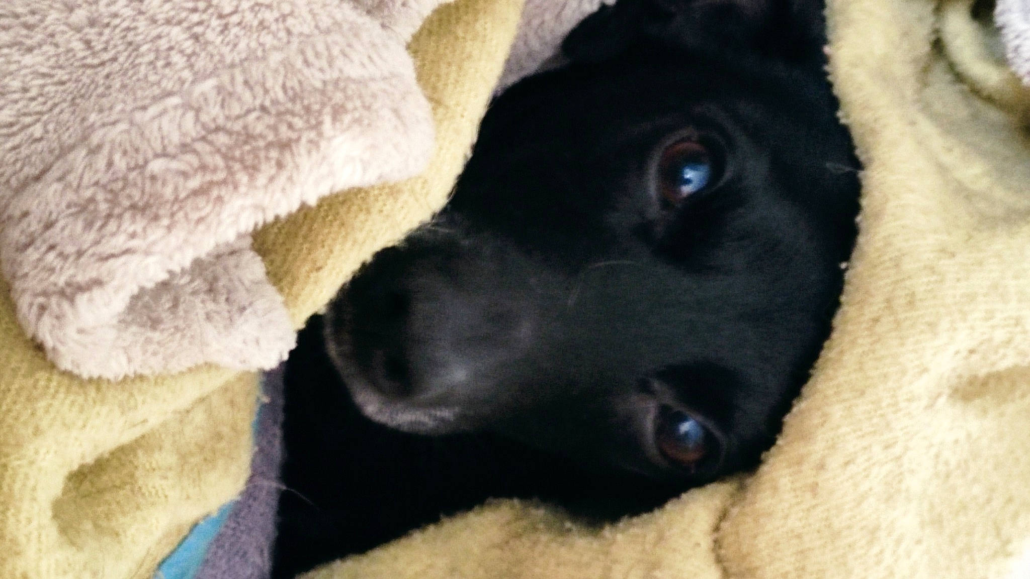 Réglisse a rejoint le concours — aidez-le/la à gagner de superbes lots ! borador, canidae, carnivore, companion_dog, dog, dog_breed, ear, fawn, fur, labrador_retriever, liver, puppy, snout, sporting_group, terrestrial_animal, whiskers, working_animal