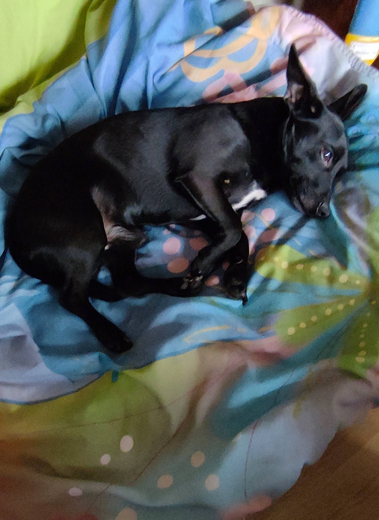 Réglisse a rejoint le concours — aidez-le/la à gagner de superbes lots ! canidae, carnivore, comfort, companion_dog, dog, dog_breed, fawn, felidae, fur, grey, guard_dog, linens, nap, schnauzer, small_to_medium_sized_cats, sporting_group, tail, toy_dog, whiskers, working_animal