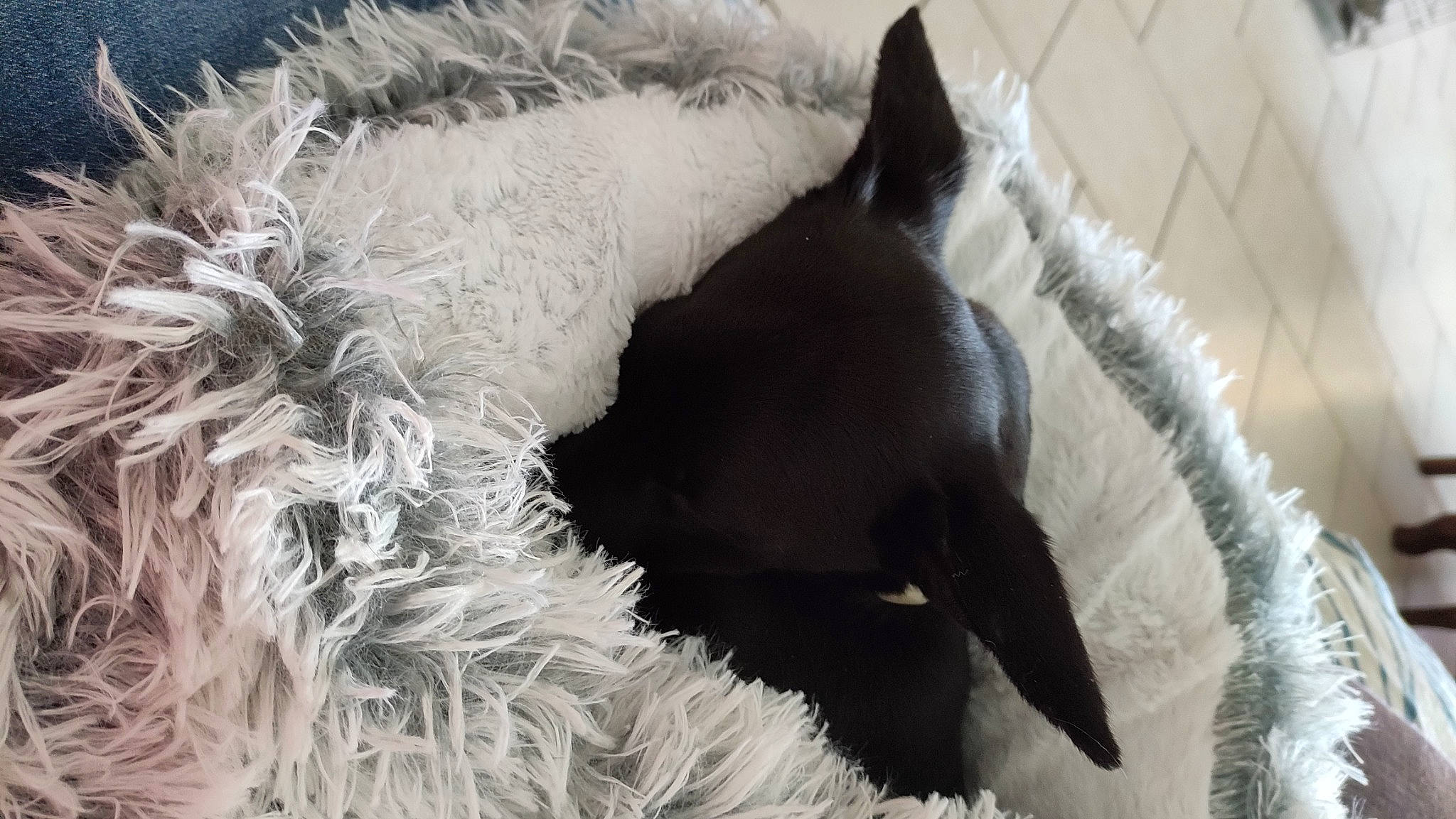 Réglisse participe au concours pour gagner de l'argent avec cette photo : canidae, carnivore, cat, claw, comfort, companion_dog, dog_breed, felidae, fur, mammal, monochrome_photography, paw, small_to_medium_sized_cats, sporting_group, tail, terrier, vertebrate, whiskers, winter, working_animal